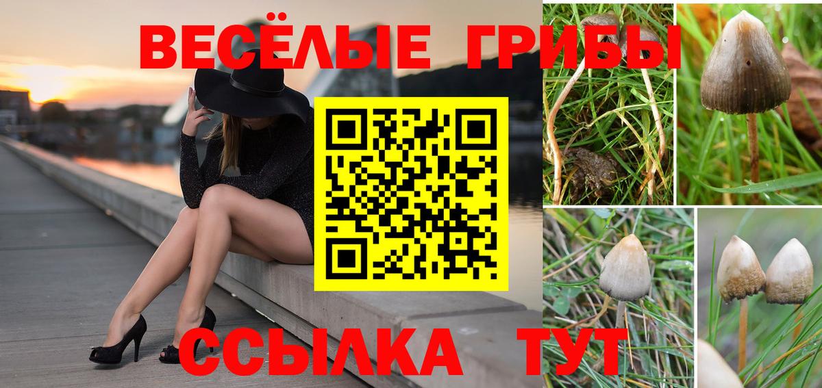 Псилоцибиновые грибы Psilocybe Нижневартовск